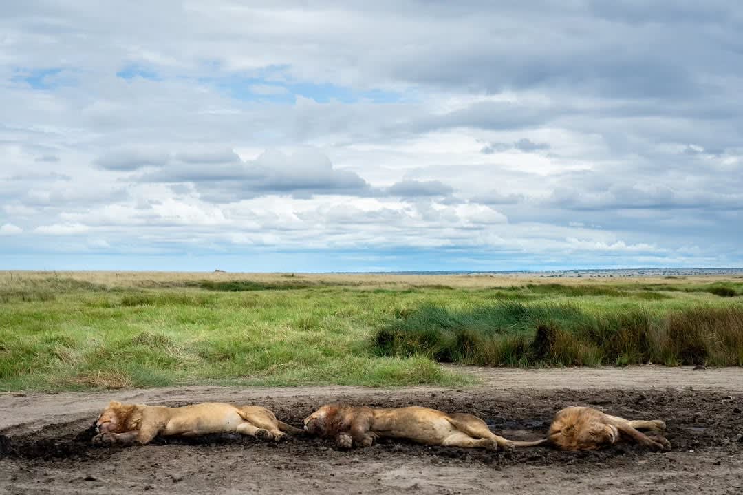 Serengeti Safari
