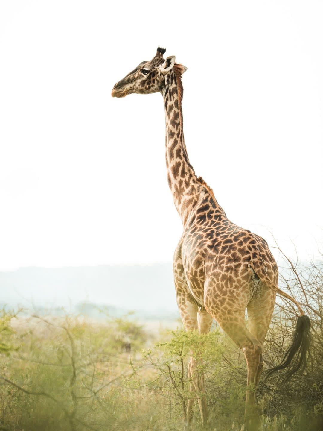 Tarangire National Park