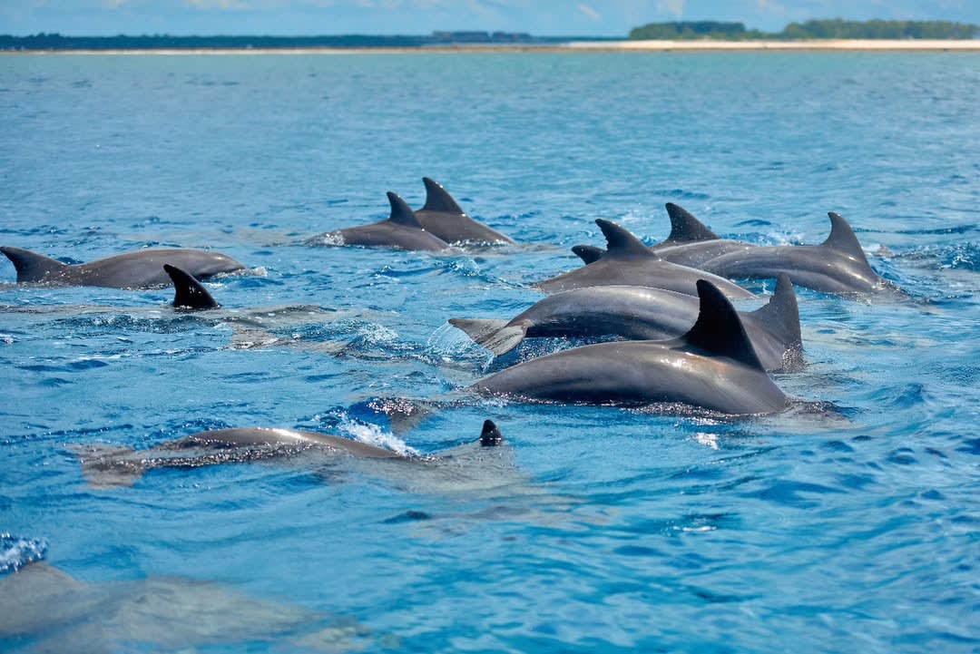 Mnemba Snorkeling