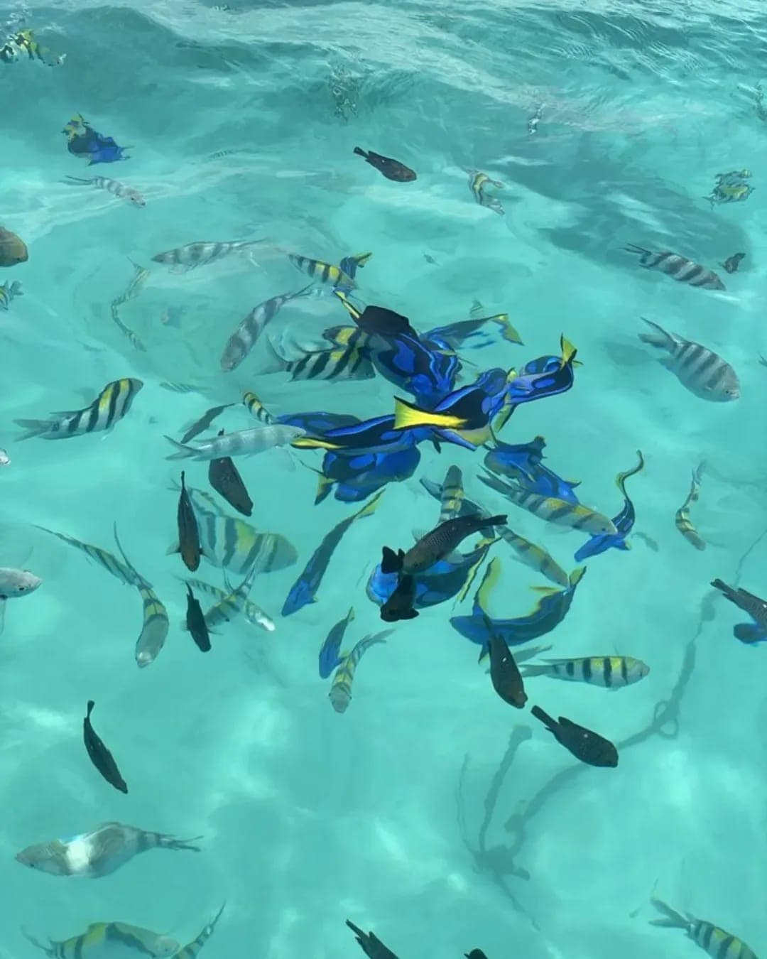 Zanzibar Snorkeling Safari