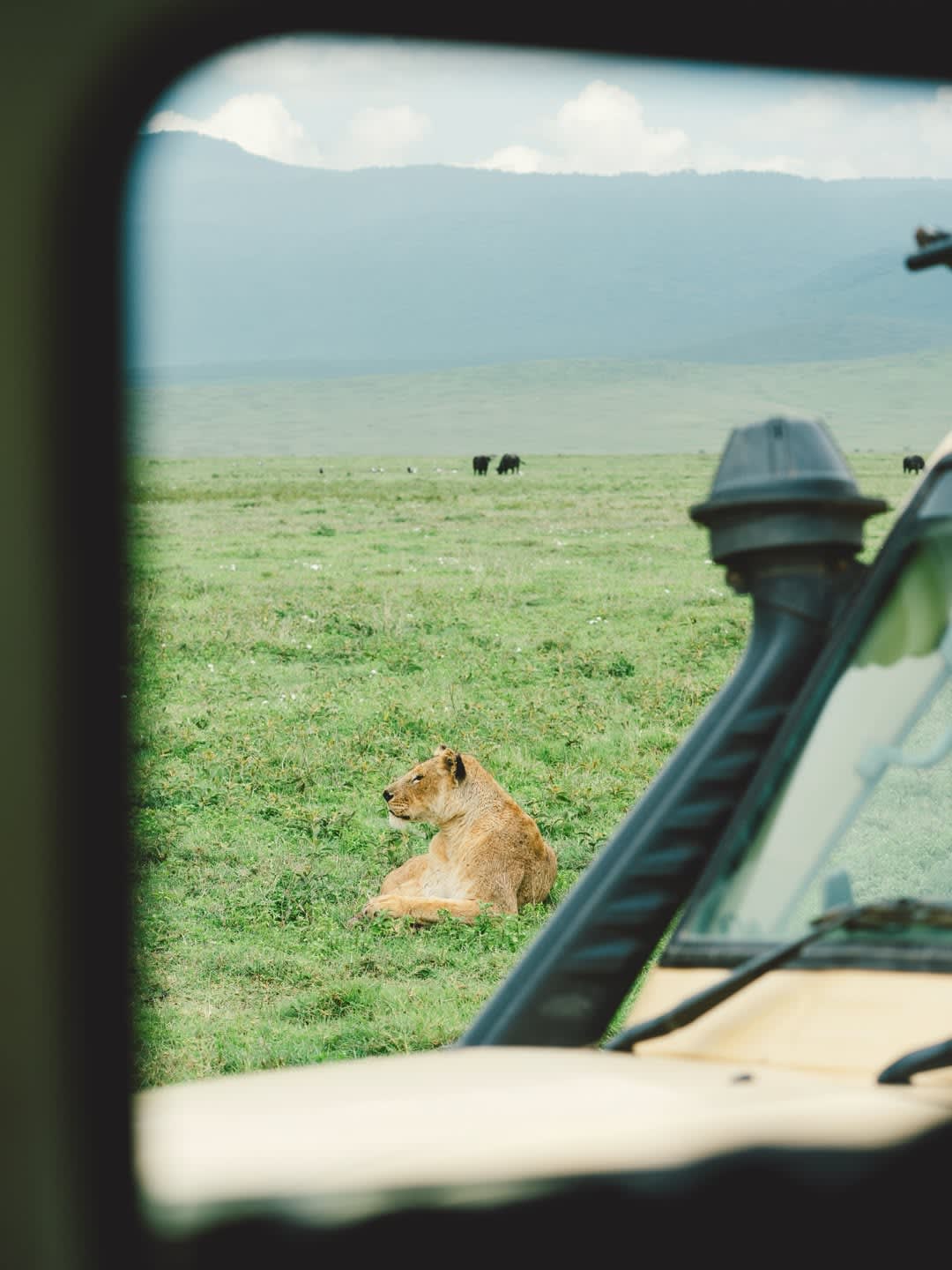 safaris
