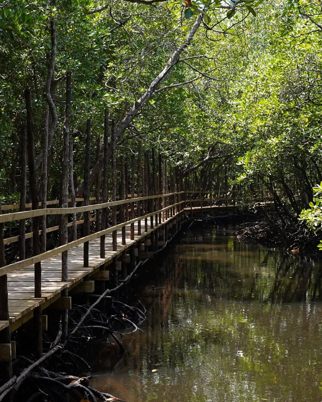 Mangrove