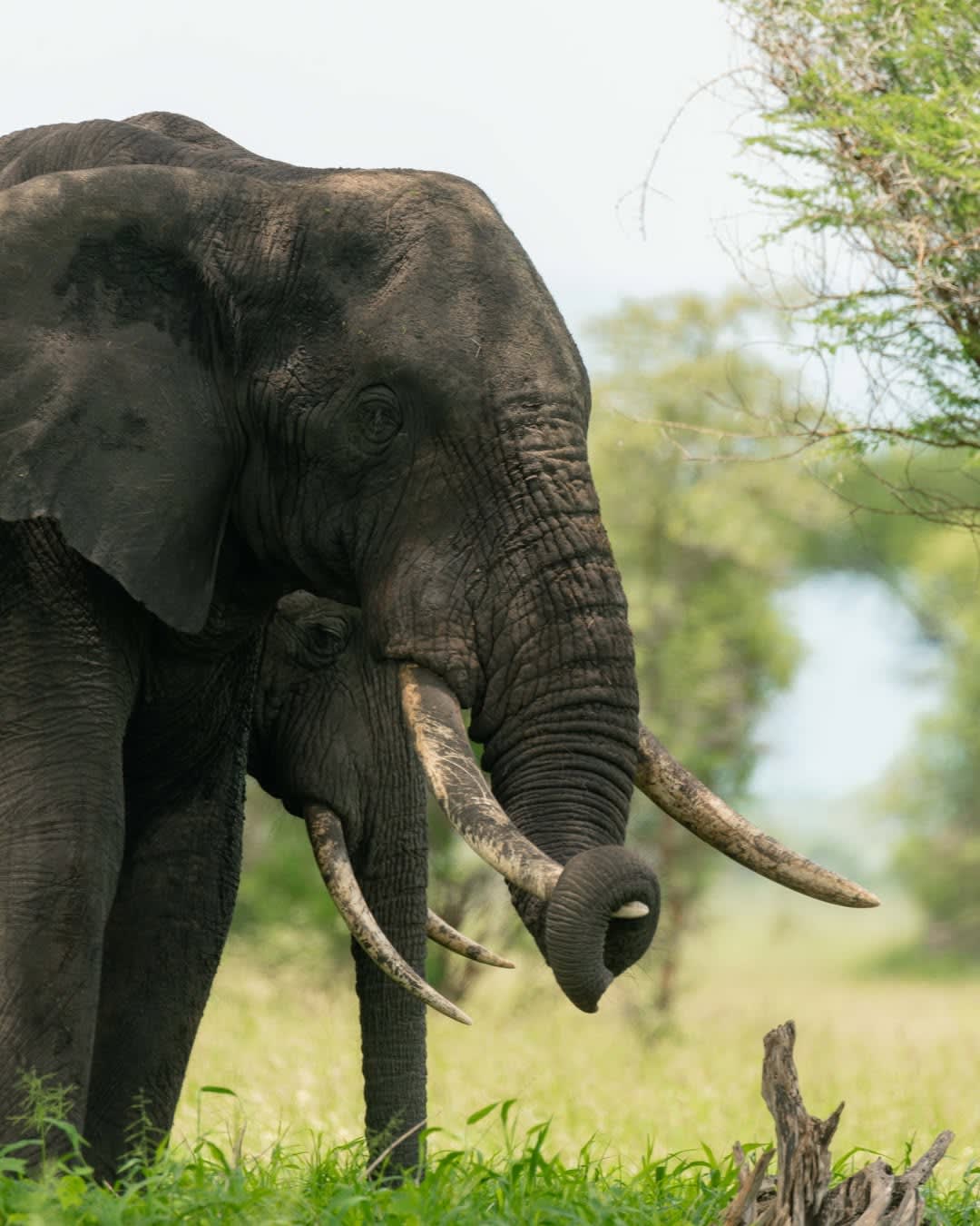 Tarangire National Park