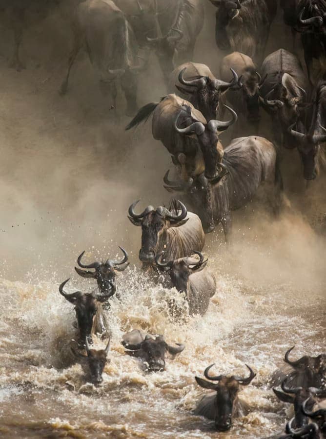 Serengeti Great Migration Safari