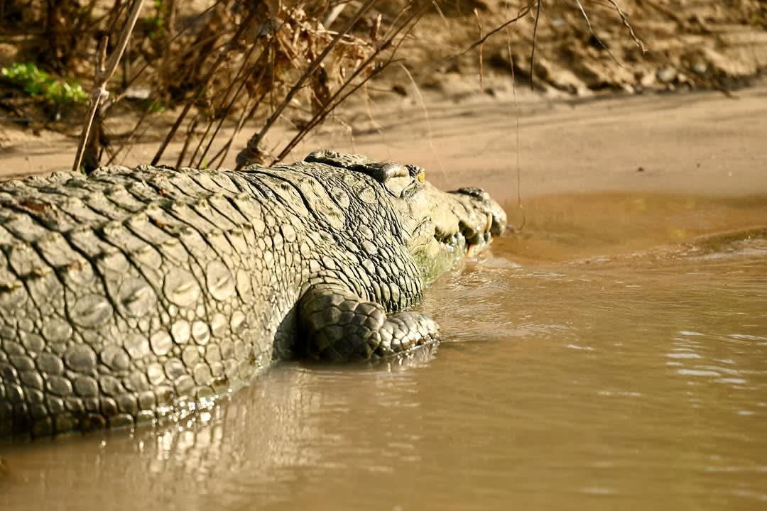 Selous โ Nyerere National Park Safari